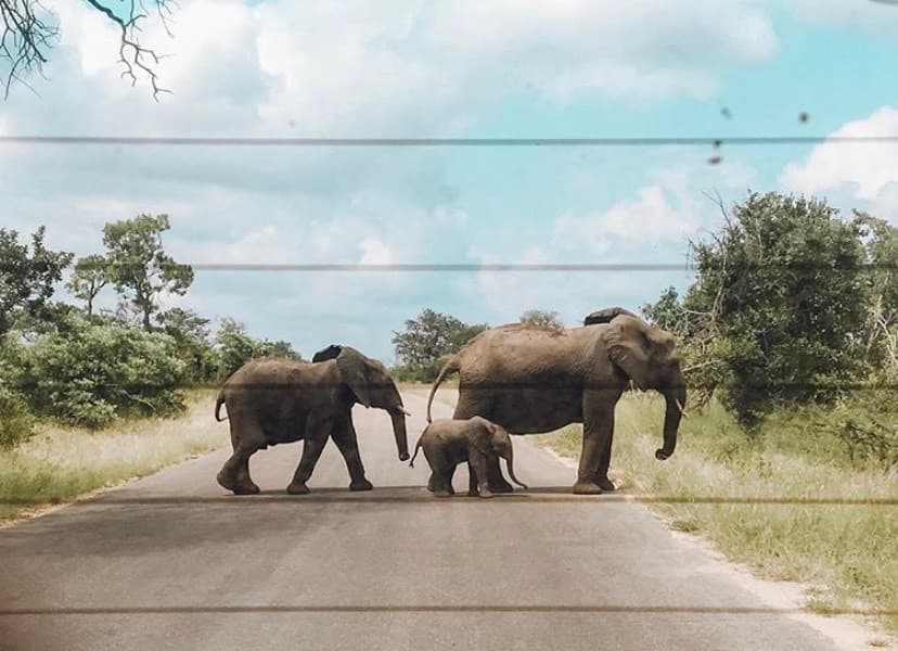 Place Parque nacional Kruger