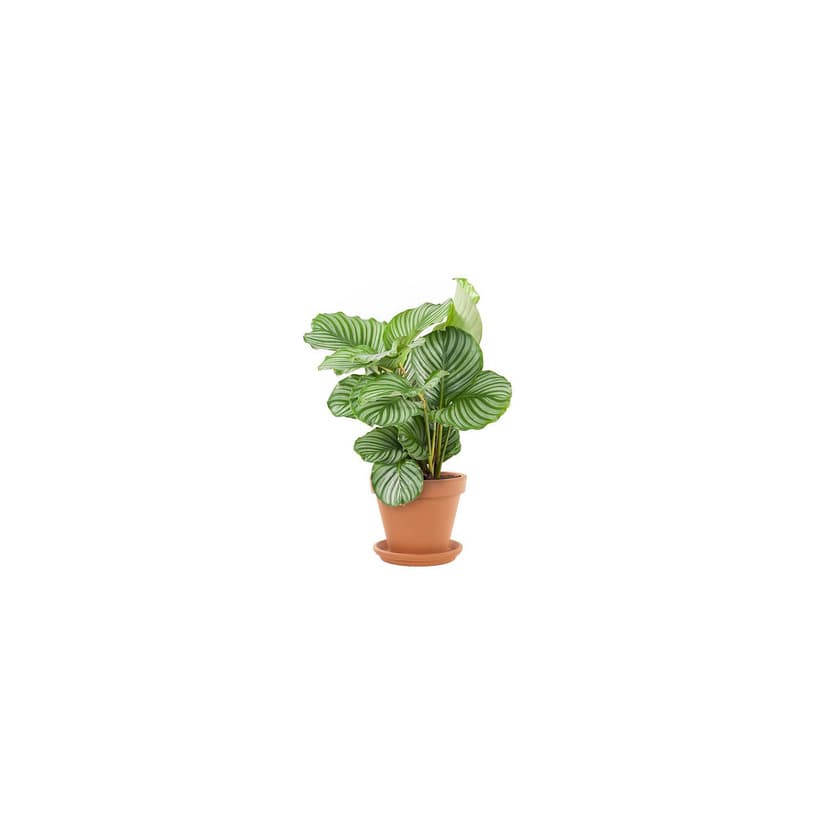 Producto Calathea orbifolia