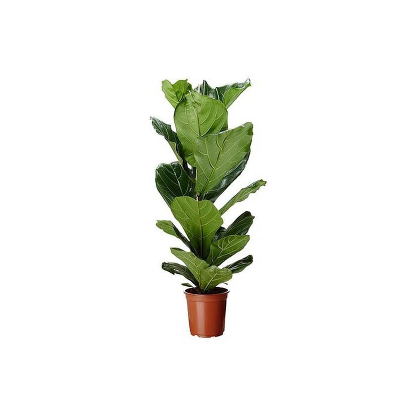 Producto Ficus Lyrata