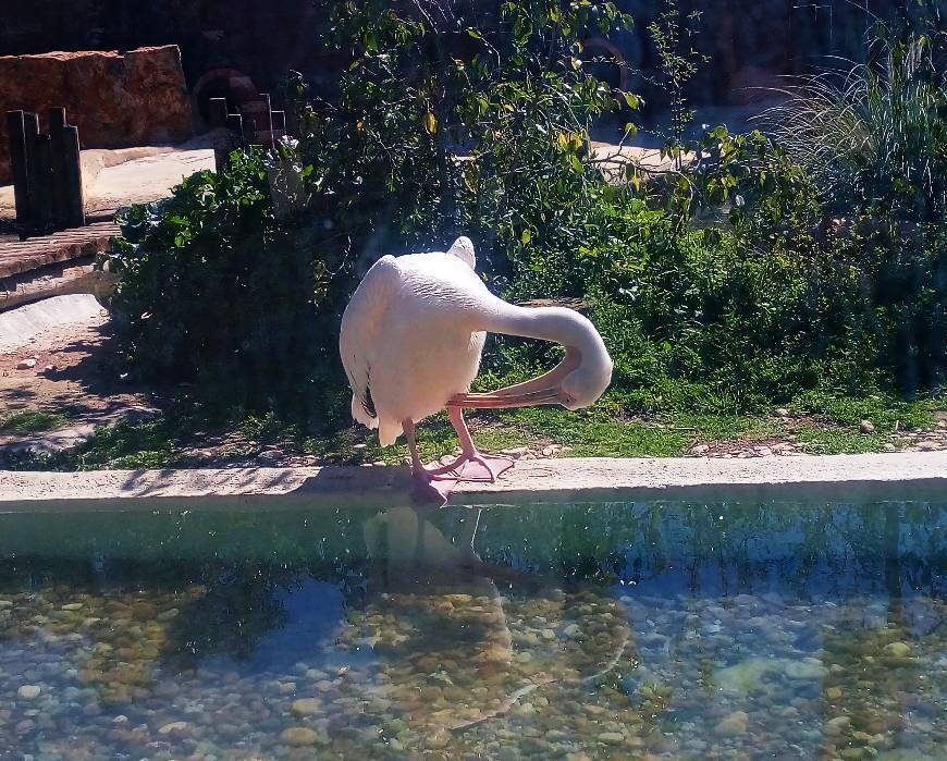 Lugar Jardim Zoológico de Lisboa