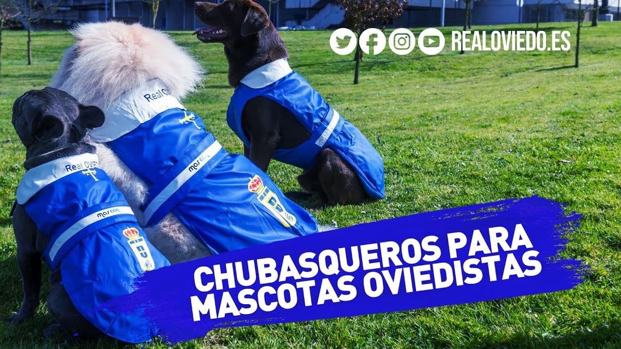 Fashion Chubasquero reflectante azul para perros - Tiendanimal