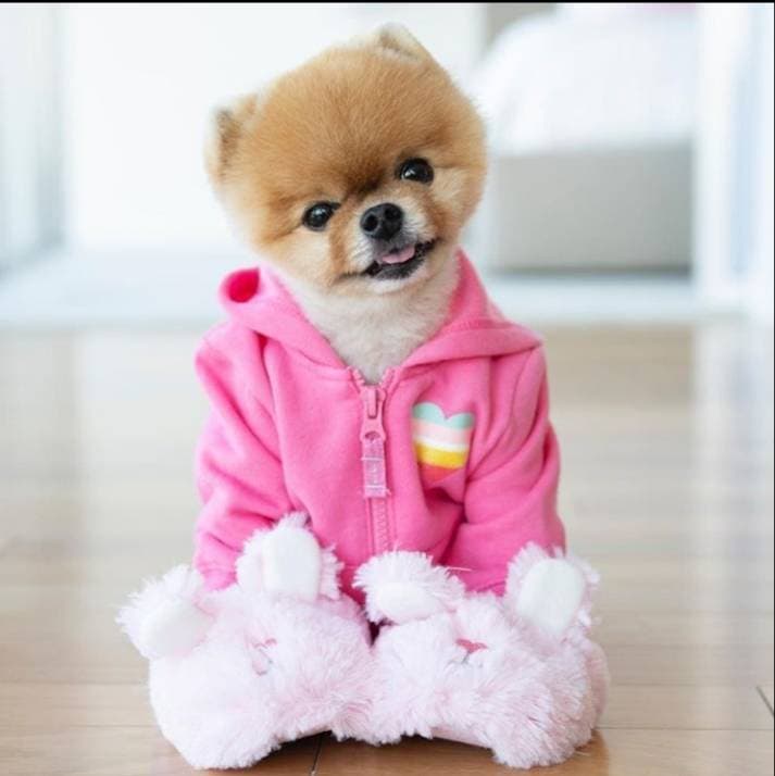 Fashion Lu lu da pomerânia 