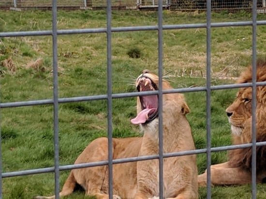 Lugar Noah's Ark Zoo Farm