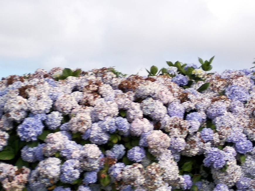 Place Açores Natureza Viva