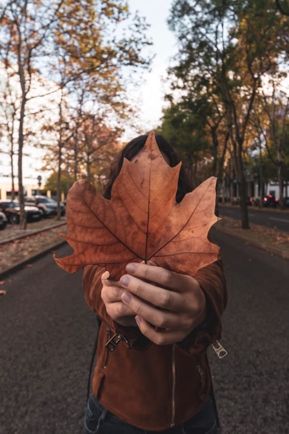 Fashion Autumn Leaves 🍁 