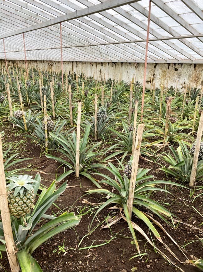 Lugar Plantação de Ananás dos Açores