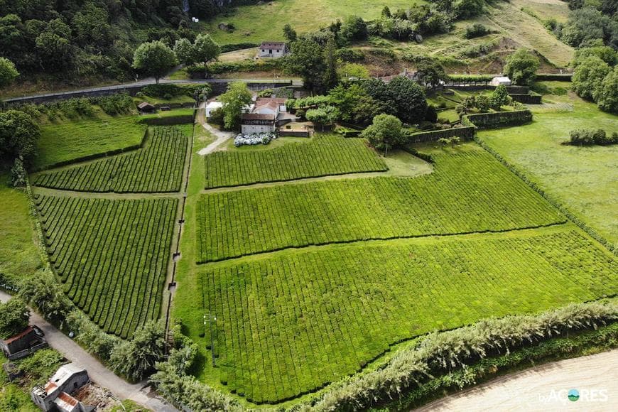 Place Fábrica de Chá do Porto Formoso