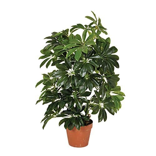 Product Planta artificial cheflera 65 cm altura