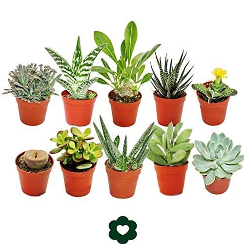 Producto Set of 10 different succulent plants - 5