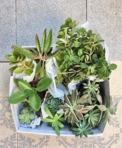 Place Packs plantas SUCULENTAS