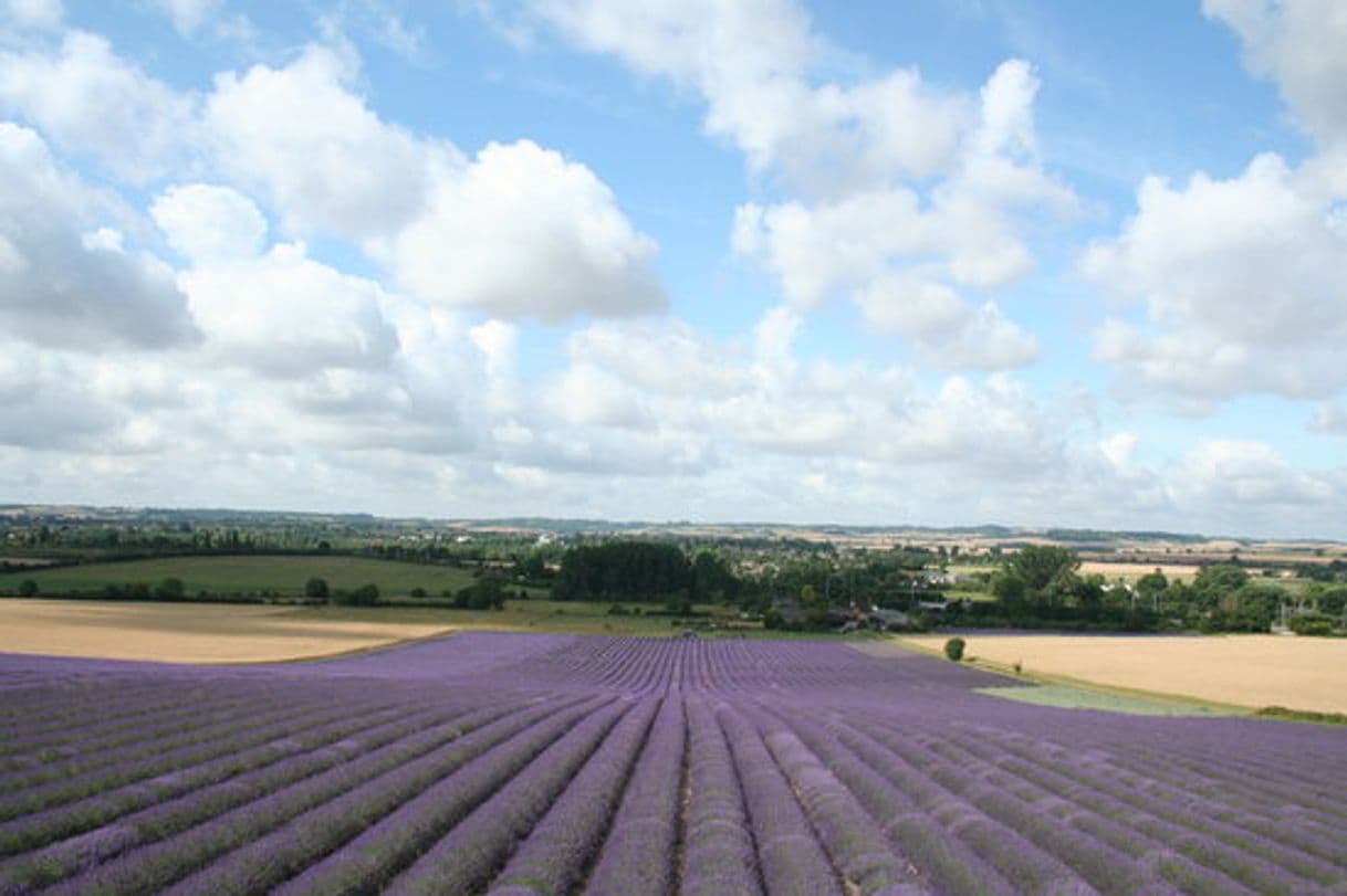 Place Hitchin Lavender Farm