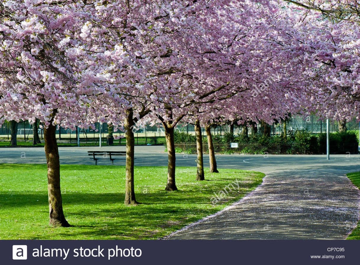 Place Ravenscourt Park