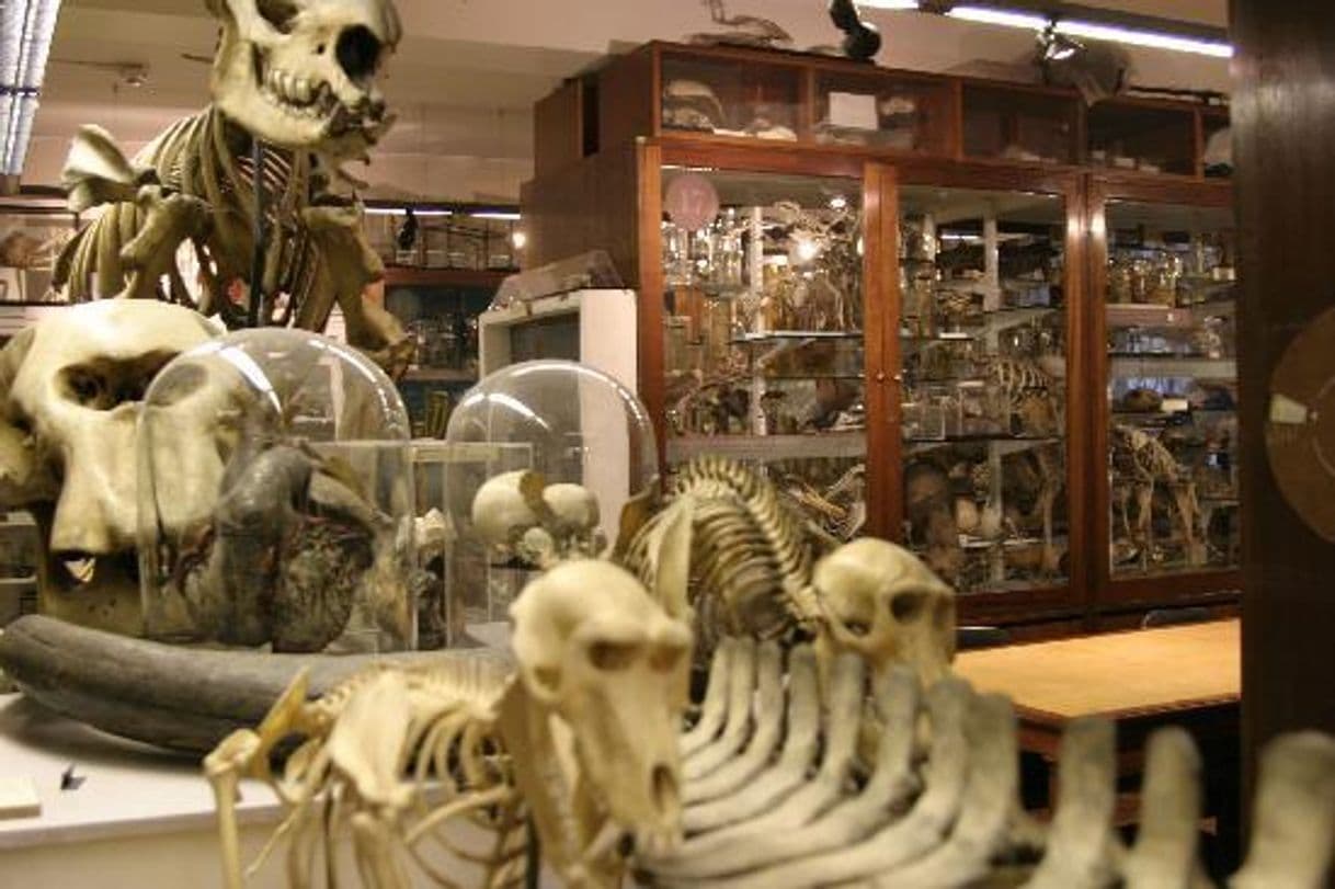 Place Grant Museum of Zoology