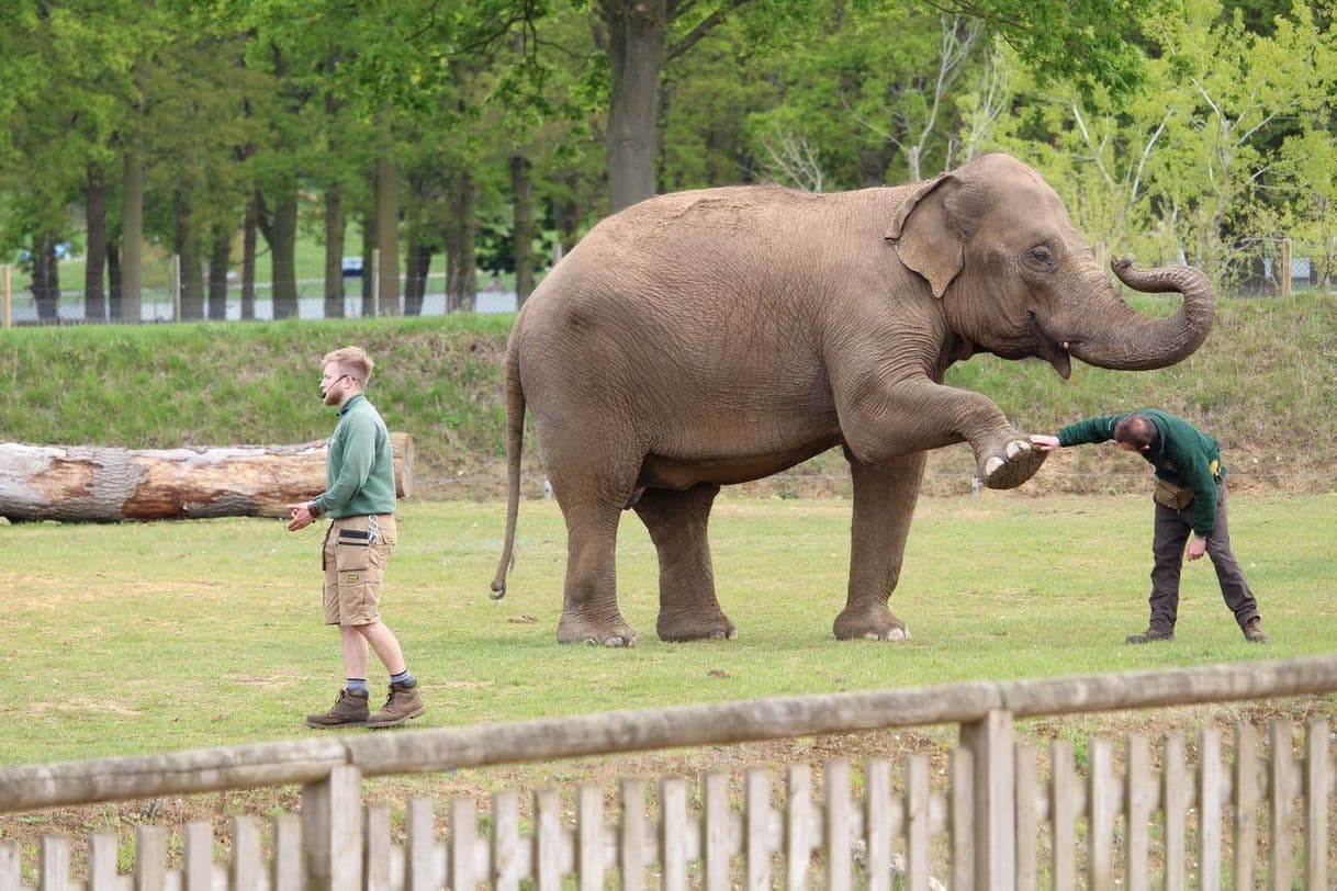 Place Woburn Safari Park