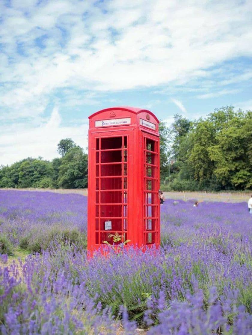 Lugar Mayfield Lavender Farm