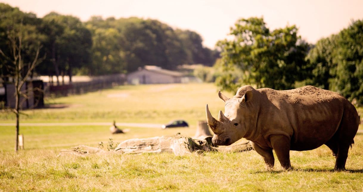 Place Woburn Safari Park