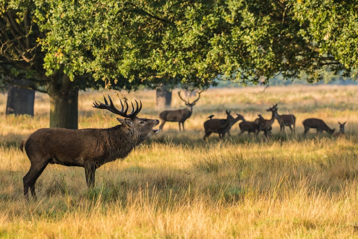 Place Richmond Park