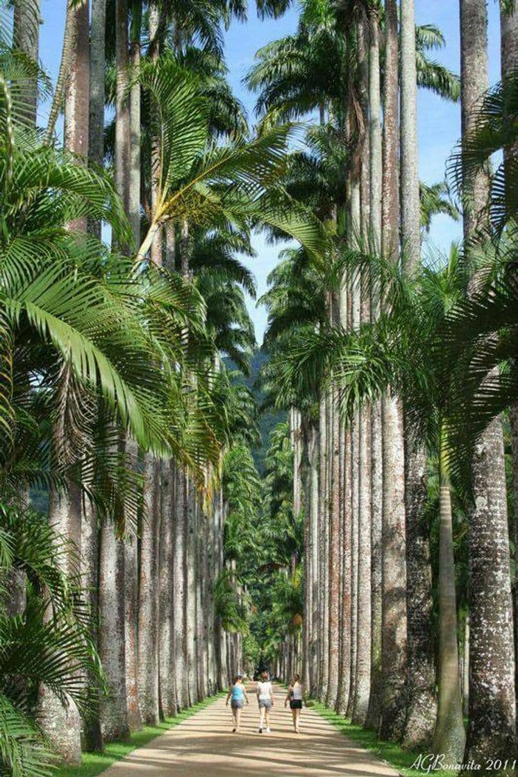 Place Jardim Botânico do Rio de Janeiro