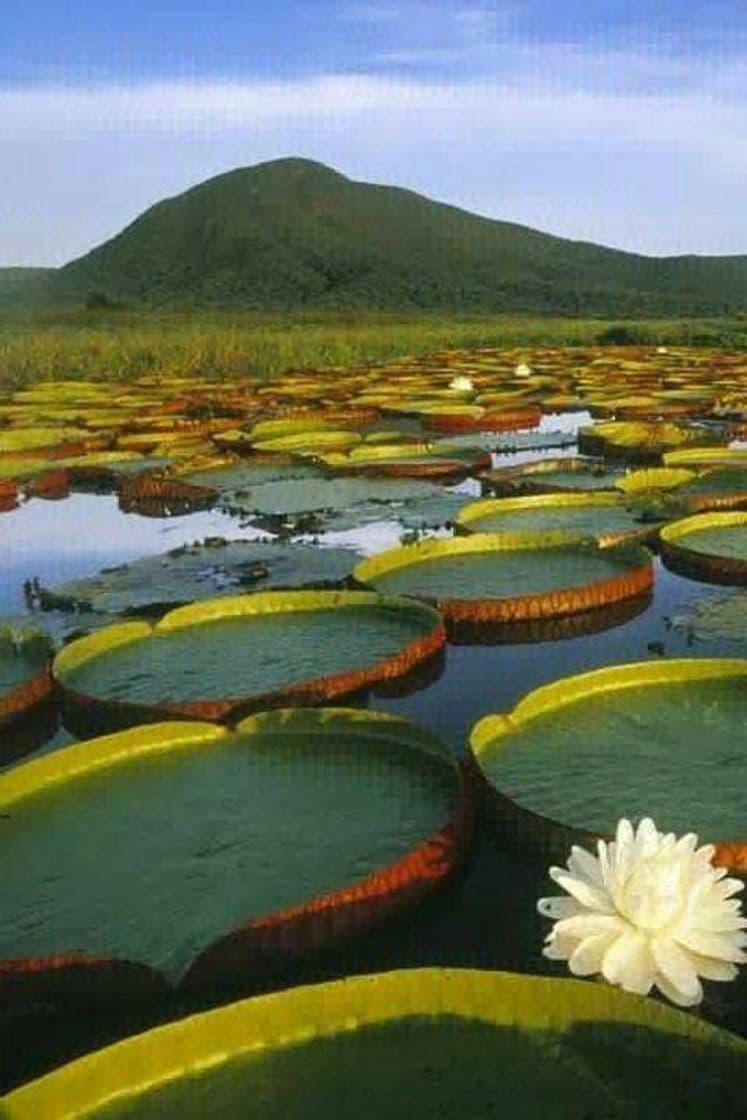 Lugar Pantanal