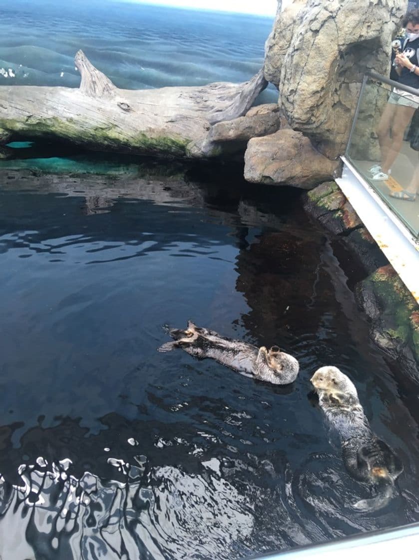 Lugar Oceanario de Lisboa