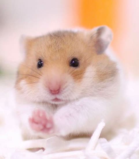 Fashion Hamster