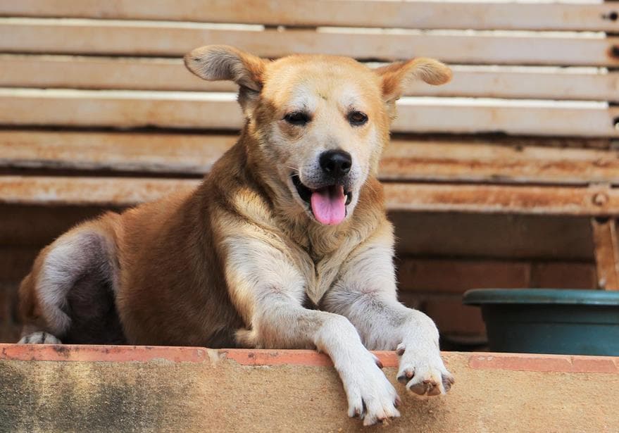 Fashion Adoção de animais