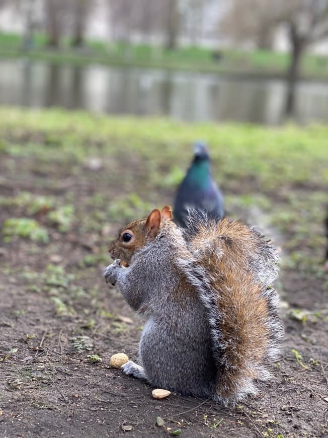 Lugar St. James's Park