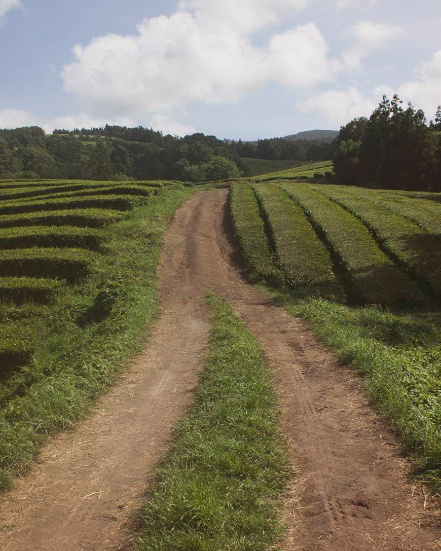 Lugar Chá Gorreana