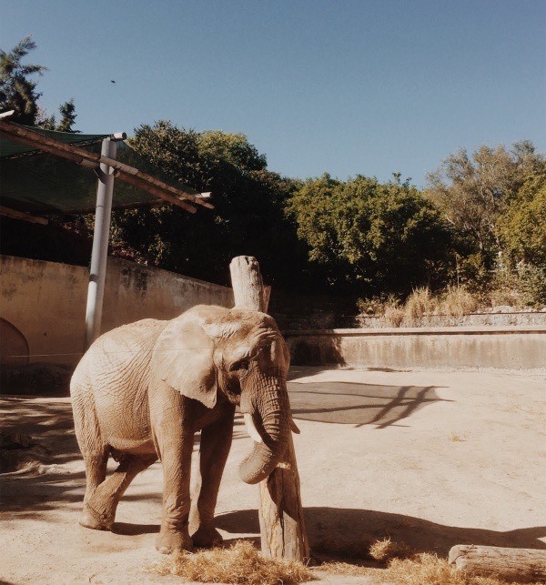 Place Jardim Zoológico