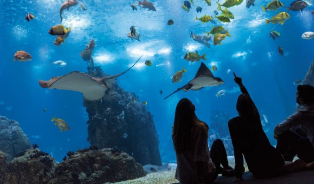 Place Oceanario de Lisboa