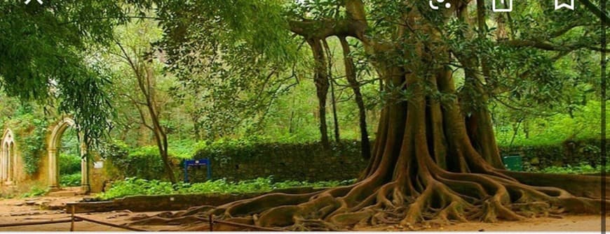 Lugar Jardins da Quinta das Lágrimas