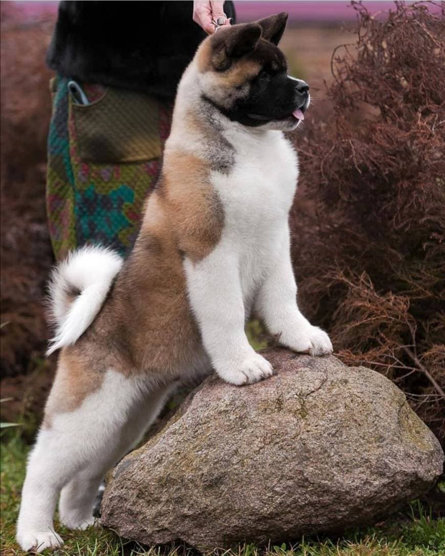 Fashion Akita