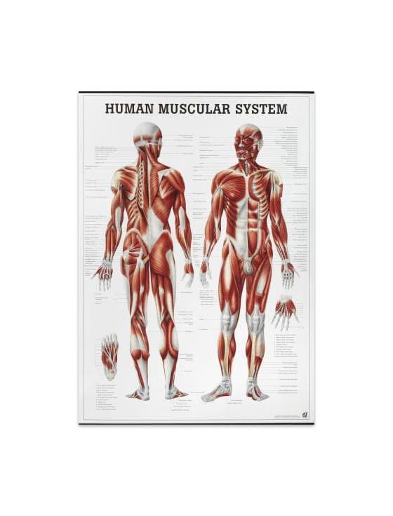 Producto Mapa " The Human Muscular System"