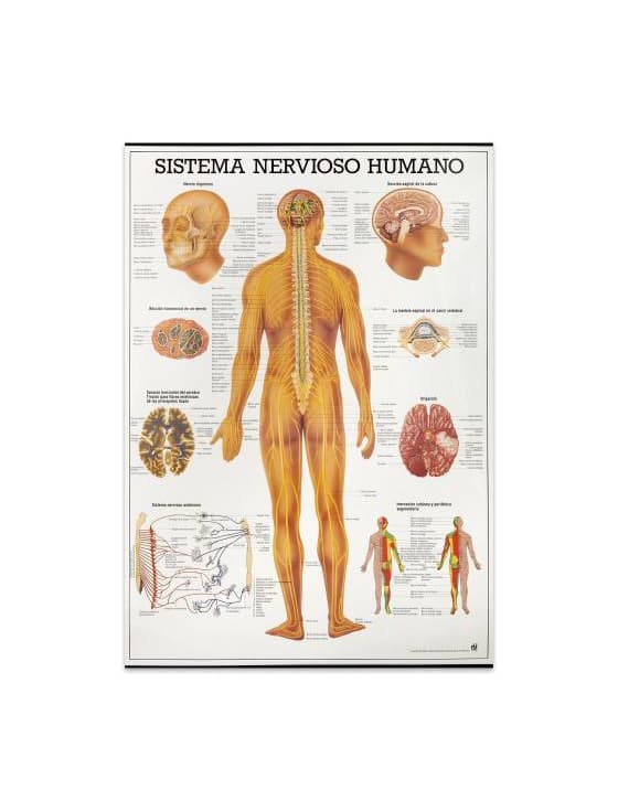 Producto Mapa "Sistema Nervoso Humano" 