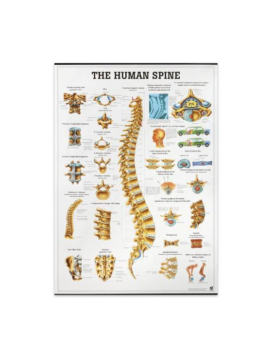 Producto Mapa "The Human Spine"