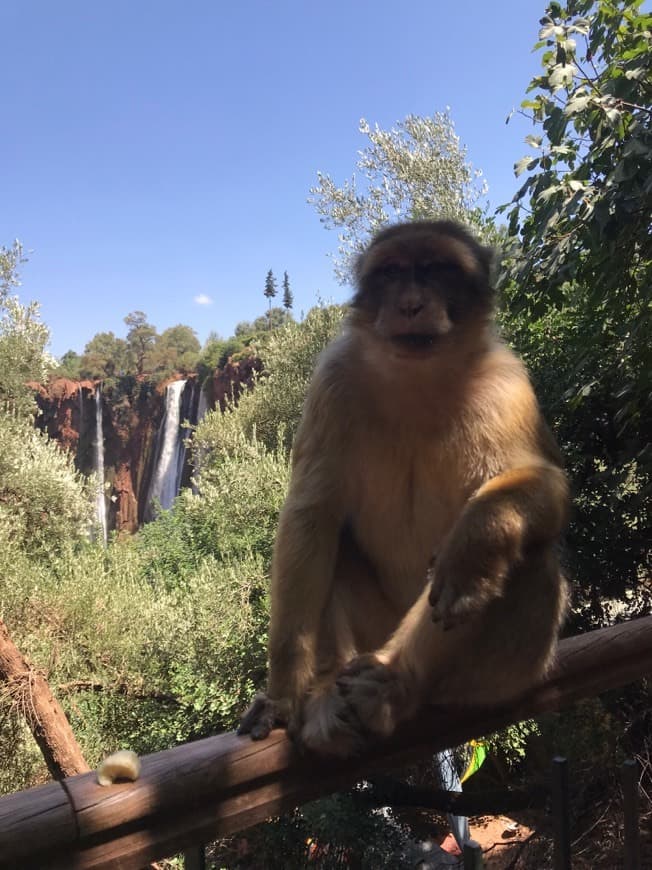 Lugar Cascadas de Ouzoud