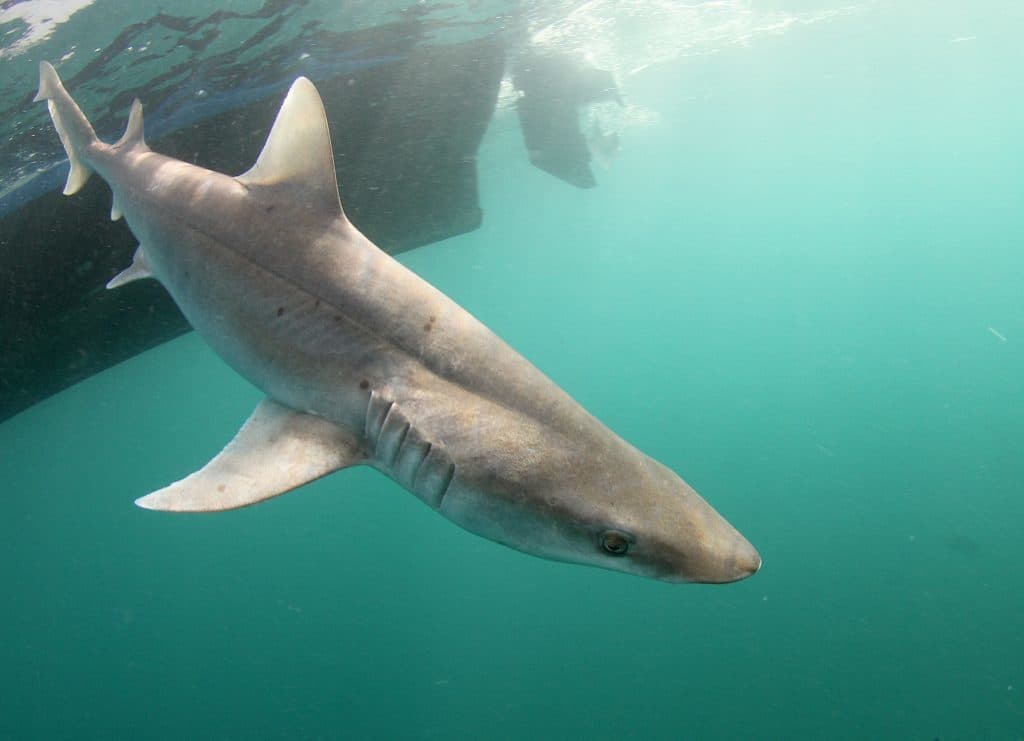 Lugar Shark Bay