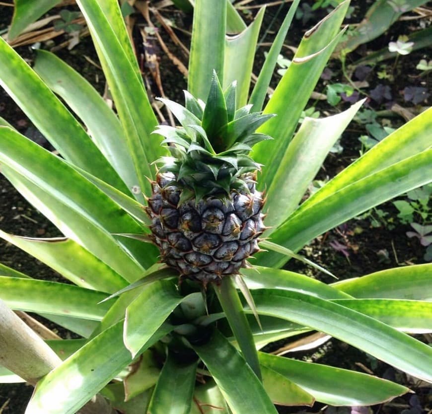 Place Plantação de Ananás dos Açores