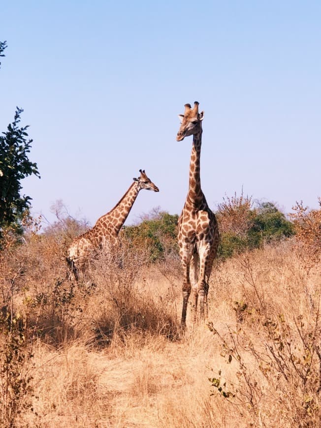 Lugar Parque nacional Kruger