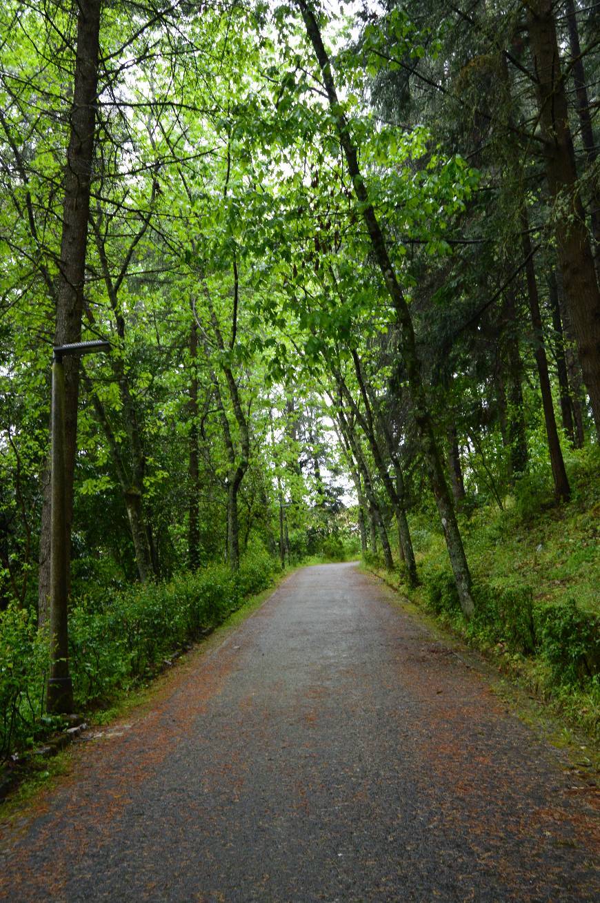 Lugar Parque Florestal