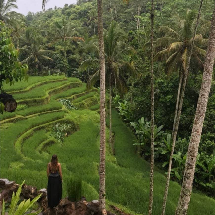 Place Tegallalang Rice Terrace