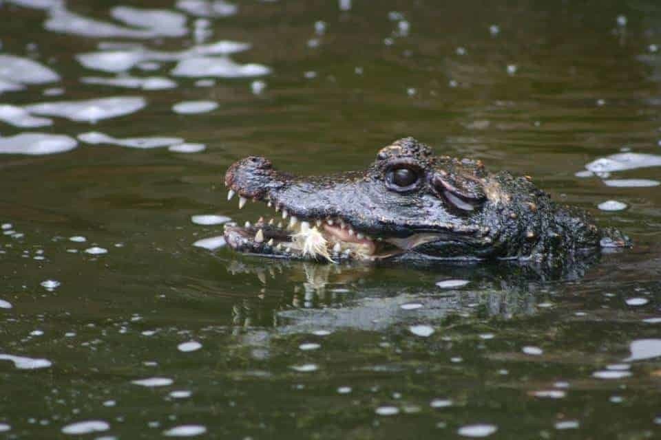 Lugar Zoo de Lagos