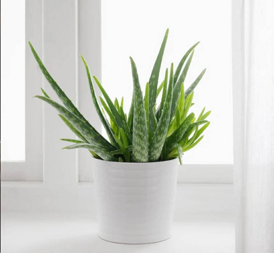 Producto Aloe vera