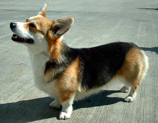 Moda Corgi Galês