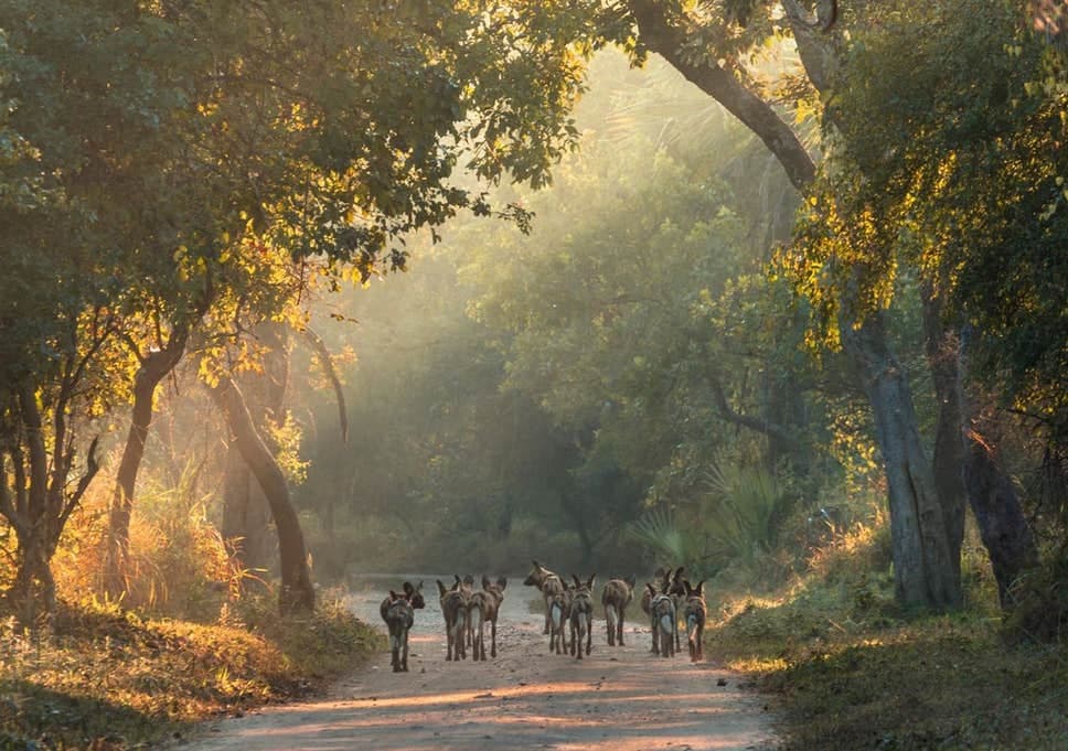 Place Gorongosa National Park