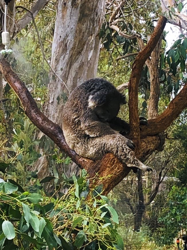 Lugar Moonlit Sanctuary Wildlife Conservation Park