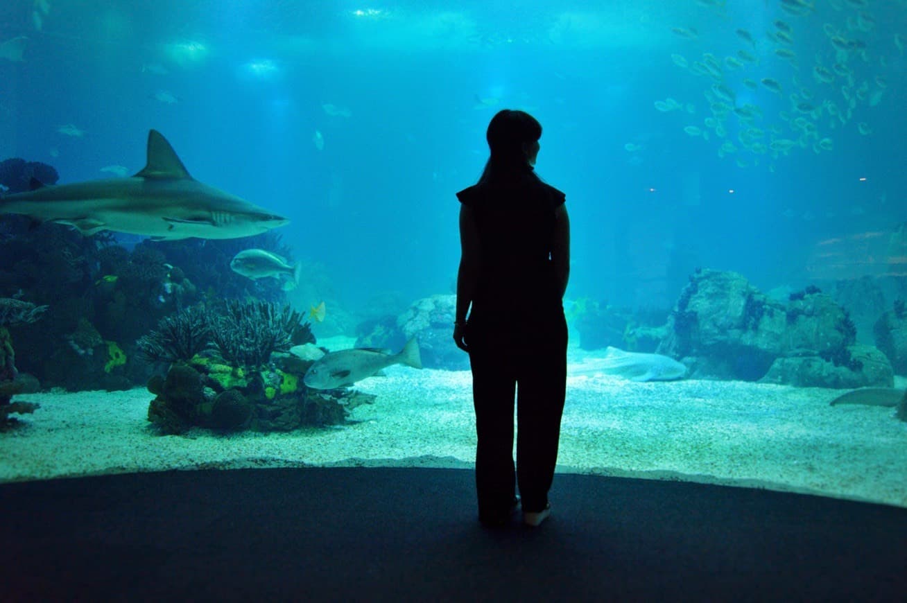 Lugar Oceanario de Lisboa