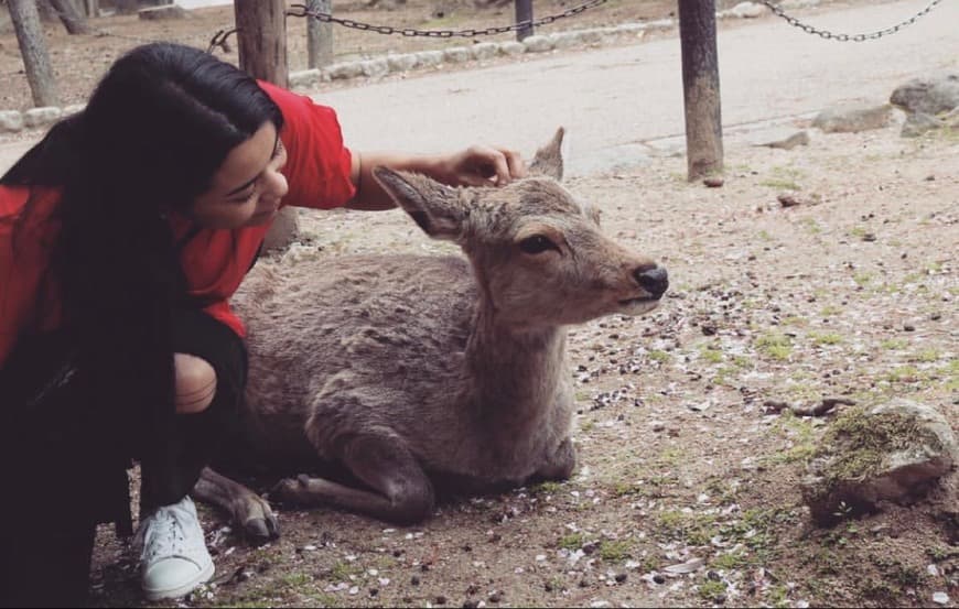 Place Nara Park