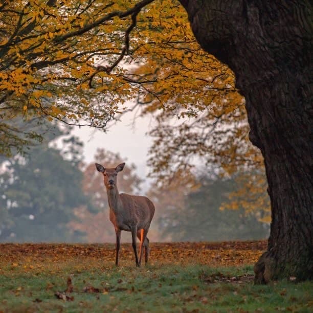 Lugar Richmond Park