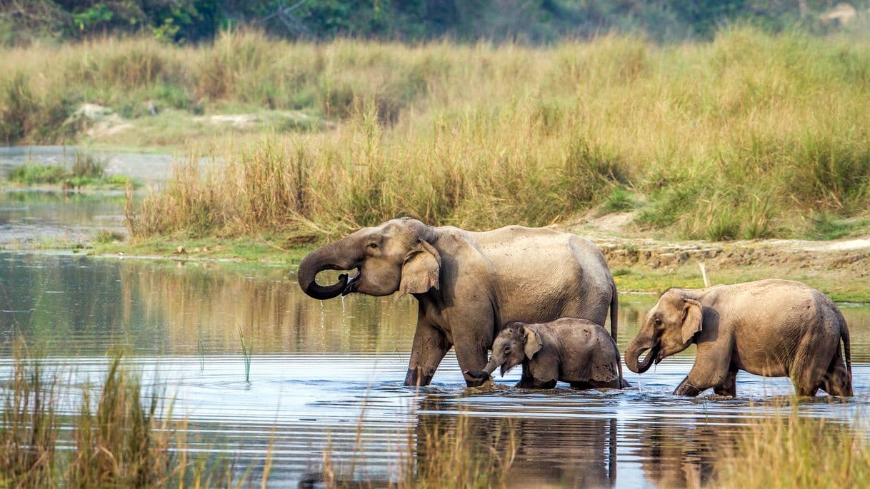 Place Chitwan National Park